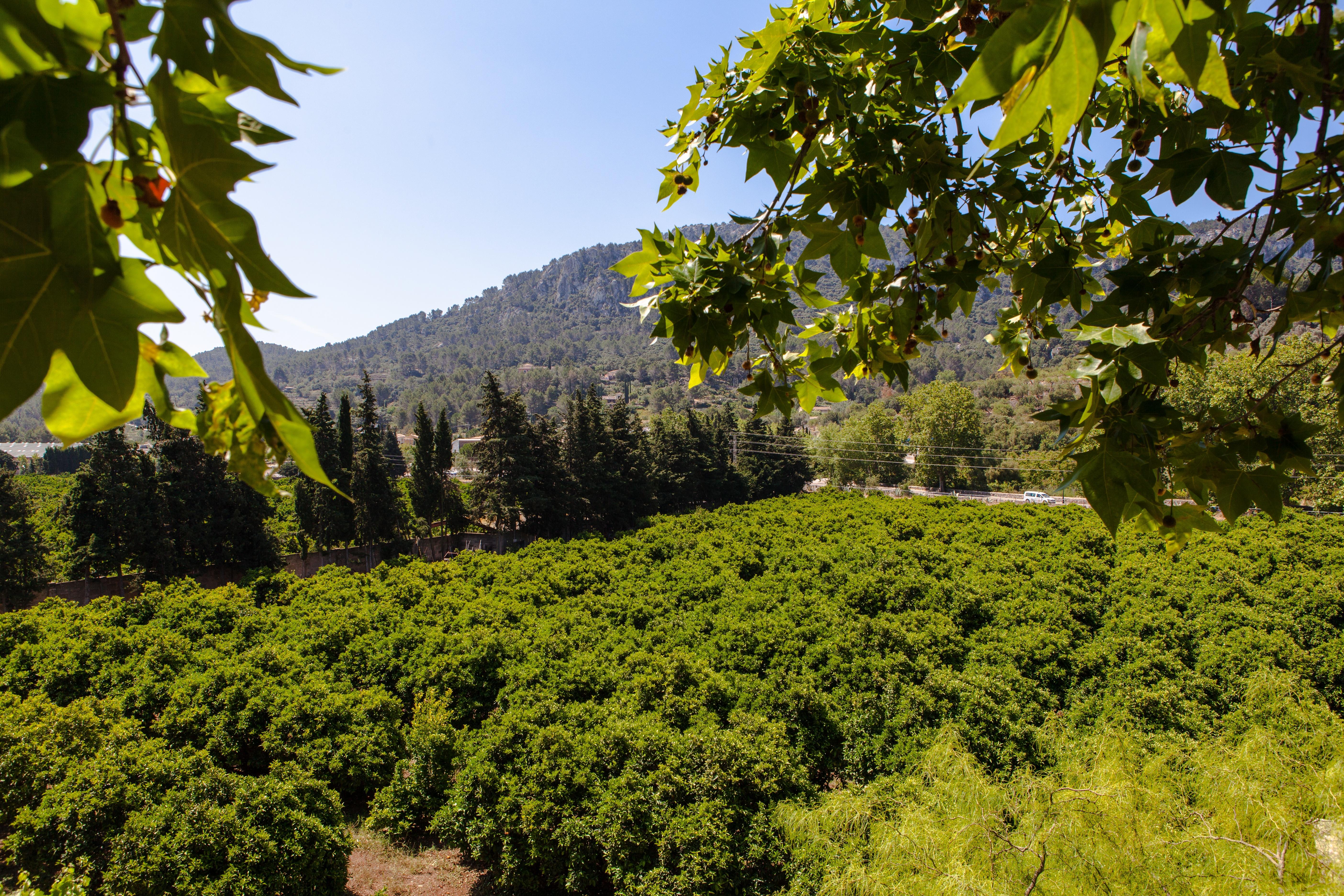 Agroturismo Son Galceran (Adults Only) Esporles Dış mekan fotoğraf